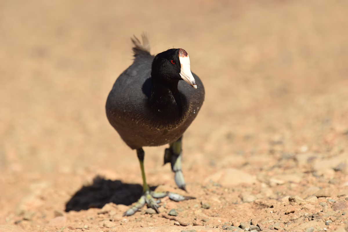 Wannabe duck 1