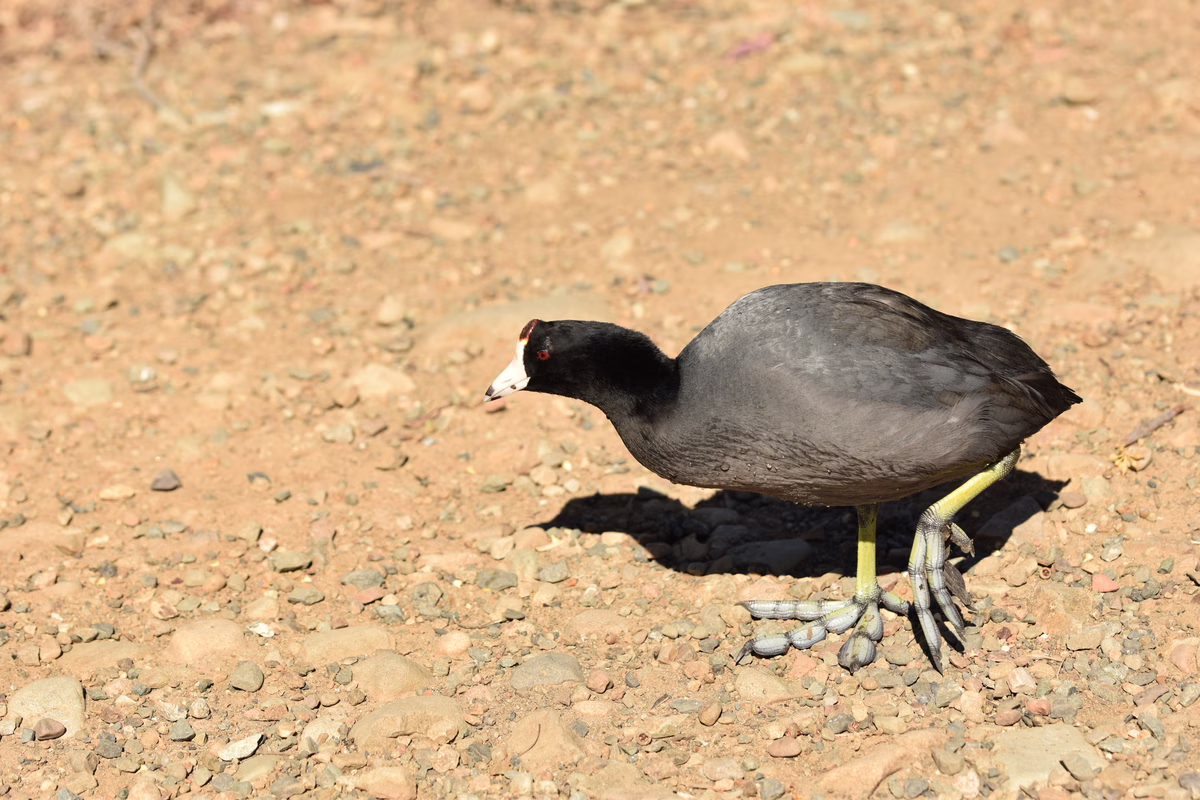 Wannabe duck 2
